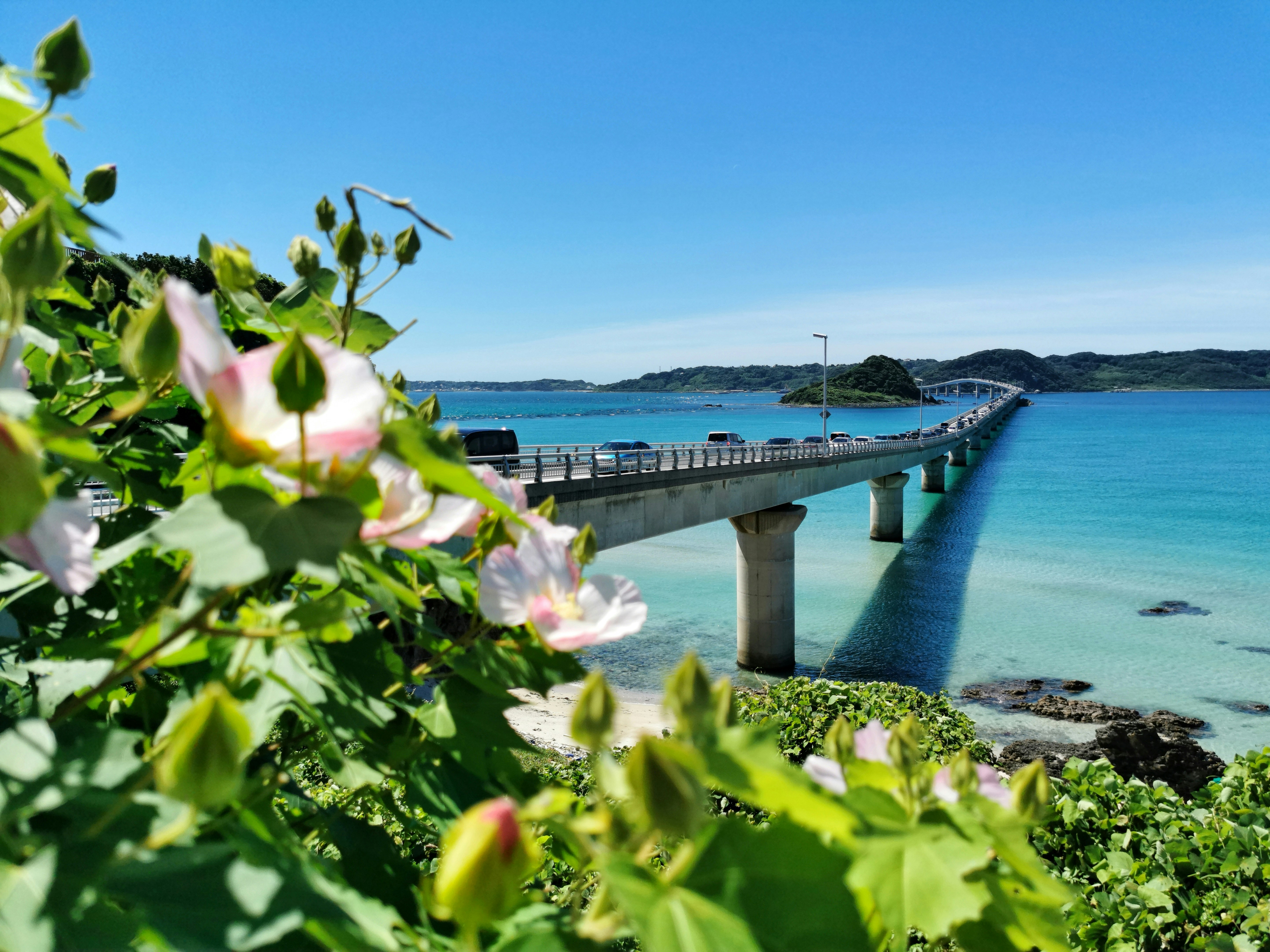 white flowers near sea under blue sky during daytime